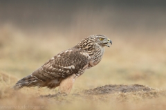 522 Habicht - Accipiter gentilis