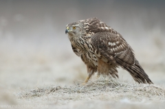 523 Habicht - Accipiter gentilis