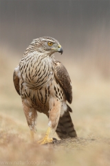 524 Habicht - Accipiter gentilis