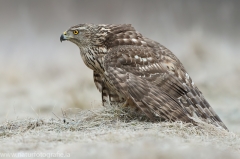 525 Habicht - Accipiter gentilis