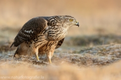 512 Habicht - Accipiter gentilis