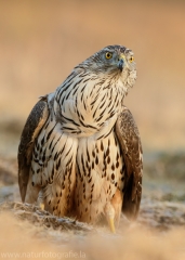 513 Habicht - Accipiter gentilis