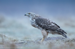 514 Habicht - Accipiter gentilis