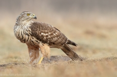 515 Habicht - Accipiter gentilis