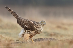 516 Habicht - Accipiter gentilis