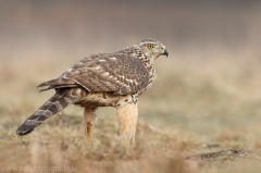 517 Habicht - Accipiter gentilis