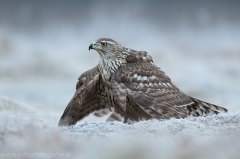 518 Habicht - Accipiter gentilis