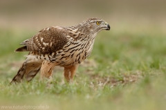 530 Habicht - Accipiter gentilis