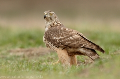 531 Habicht - Accipiter gentilis