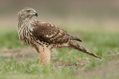 532 Habicht - Accipiter gentilis