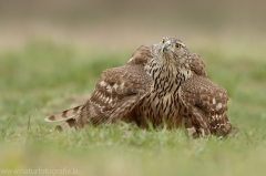 533 Habicht - Accipiter gentilis