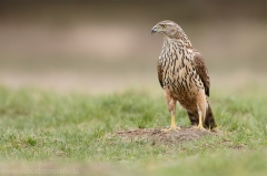 534 Habicht - Accipiter gentilis