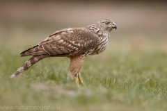 535 Habicht - Accipiter gentilis