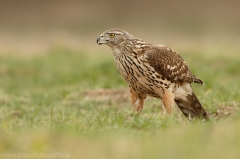 536 Habicht - Accipiter gentilis