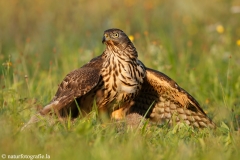 317 Habicht - Accipiter gentilis