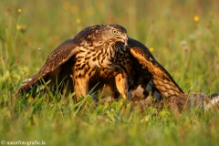 318 Habicht - Accipiter gentilis