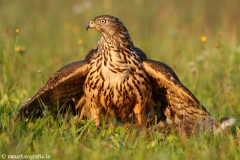 319 Habicht - Accipiter gentilis