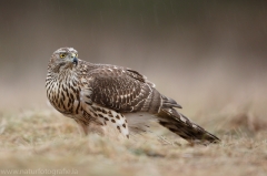 320 Habicht - Accipiter gentilis