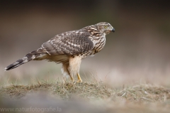 321 Habicht - Accipiter gentilis