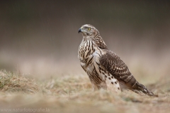 330 Habicht - Accipiter gentilis