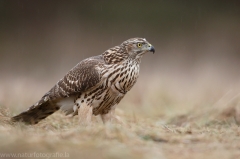 331 Habicht - Accipiter gentilis