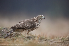 332 Habicht - Accipiter gentilis