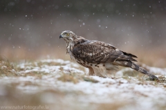 333 Habicht - Accipiter gentilis