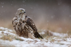 334 Habicht - Accipiter gentilis