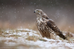 335 Habicht - Accipiter gentilis