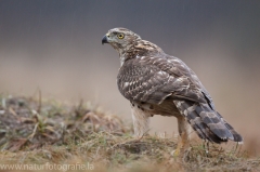 337 Habicht - Accipiter gentilis