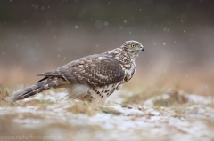 338 Habicht - Accipiter gentilis