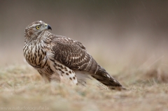 339 Habicht - Accipiter gentilis