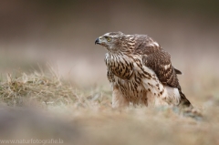 322 Habicht - Accipiter gentilis