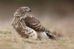 323 Habicht - Accipiter gentilis