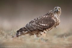 324 Habicht - Accipiter gentilis