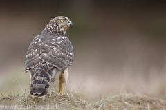 325 Habicht - Accipiter gentilis