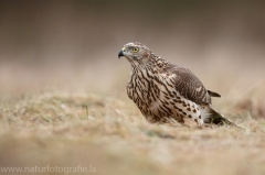 326 Habicht - Accipiter gentilis