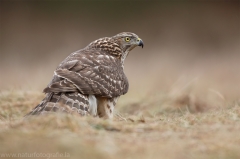 327 Habicht - Accipiter gentilis