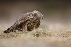 328 Habicht - Accipiter gentilis