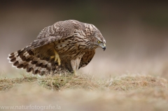 329 Habicht - Accipiter gentilis