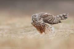 641 Habicht - Accipiter gentilis