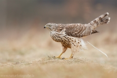 643 Habicht - Accipiter gentilis