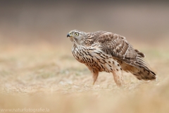 647 Habicht - Accipiter gentilis