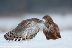 652 Habicht - Accipiter gentilis