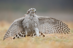 634 Habicht - Accipiter gentilis