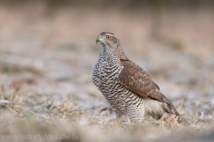 504 Habicht - Accipiter gentilis