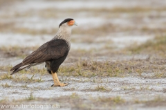 389 Geierfalke - Caracarinae