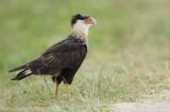 390 Geierfalke - Caracarinae