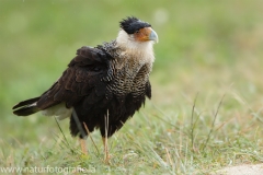 391 Geierfalke - Caracarinae