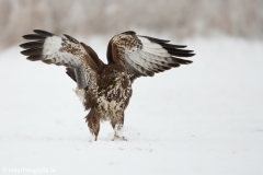 434 Mäusebussard - Buteo buteo